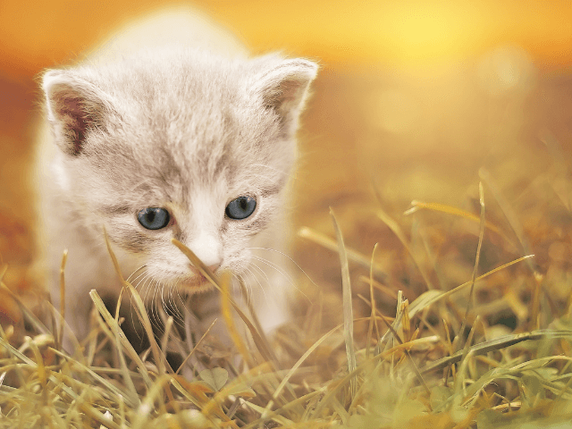 猫 マイクロチップ 安全性