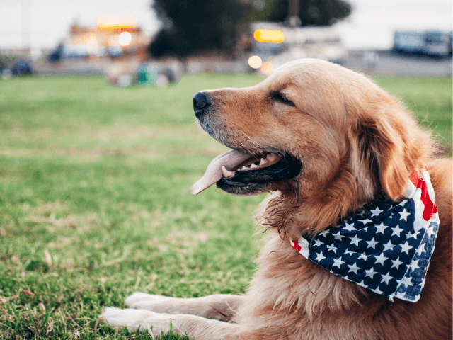 犬マイクロチップ装着のデメリットは？痛み・副作用や事故のリスクなど安全性を徹底調査