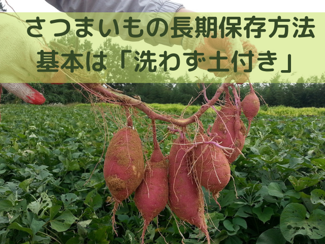 農家直伝さつまいもを長持ちさせる保存方法やコツまとめ!温度(常温・冷蔵・冷凍)別の保存期間も