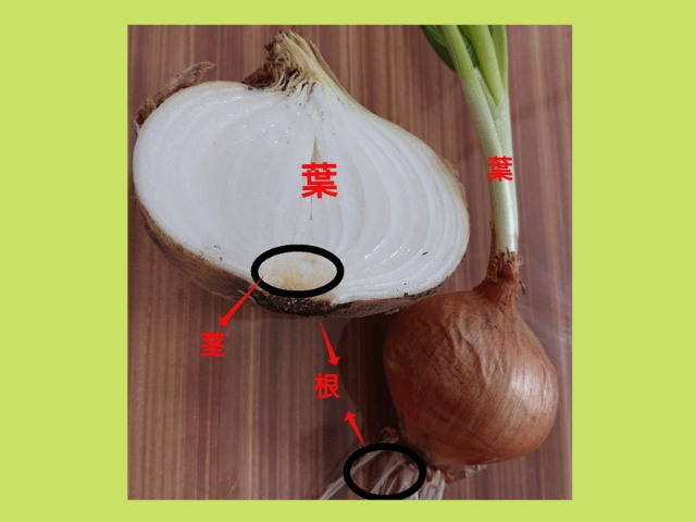 玉ねぎの葉はどこ?