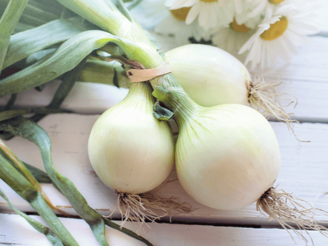 「玉ねぎの葉は食べられる?食べ方&料理活用レシピを紹介」